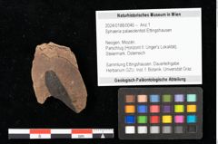 Foto (Objekt + Etikett) von Sphaeria palaeolentisti Ettingshausen (NHMW-GEO-2024-0188-0046)